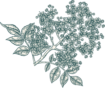 エルダーフラワーの花