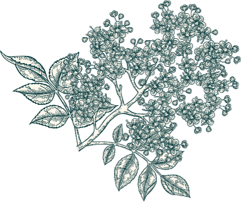 エルダーフラワーの花